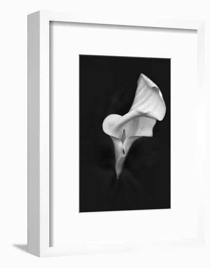 Europe, Ireland, Dublin. Calla Lily Black and White-Jaynes Gallery-Framed Photographic Print