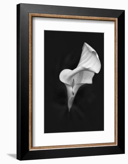 Europe, Ireland, Dublin. Calla Lily Black and White-Jaynes Gallery-Framed Photographic Print