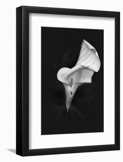 Europe, Ireland, Dublin. Calla Lily Black and White-Jaynes Gallery-Framed Photographic Print