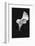 Europe, Ireland, Dublin. Calla Lily Black and White-Jaynes Gallery-Framed Photographic Print