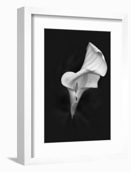 Europe, Ireland, Dublin. Calla Lily Black and White-Jaynes Gallery-Framed Photographic Print