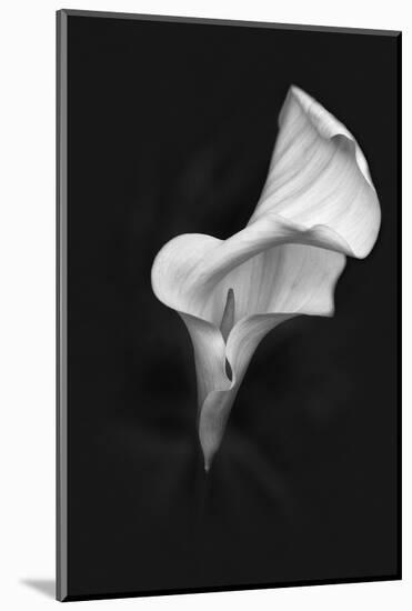 Europe, Ireland, Dublin. Calla Lily Black and White-Jaynes Gallery-Mounted Photographic Print