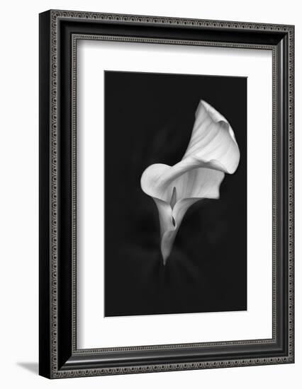 Europe, Ireland, Dublin. Calla Lily Black and White-Jaynes Gallery-Framed Photographic Print