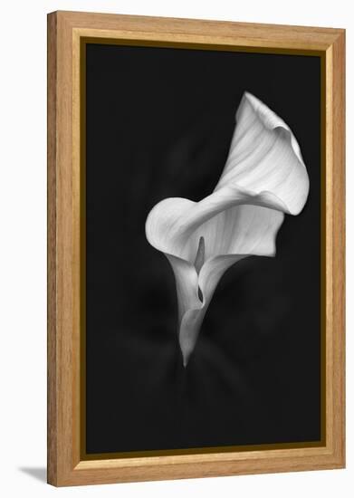 Europe, Ireland, Dublin. Calla Lily Black and White-Jaynes Gallery-Framed Premier Image Canvas