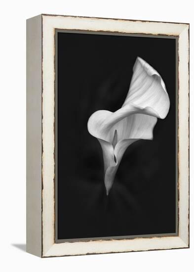 Europe, Ireland, Dublin. Calla Lily Black and White-Jaynes Gallery-Framed Premier Image Canvas