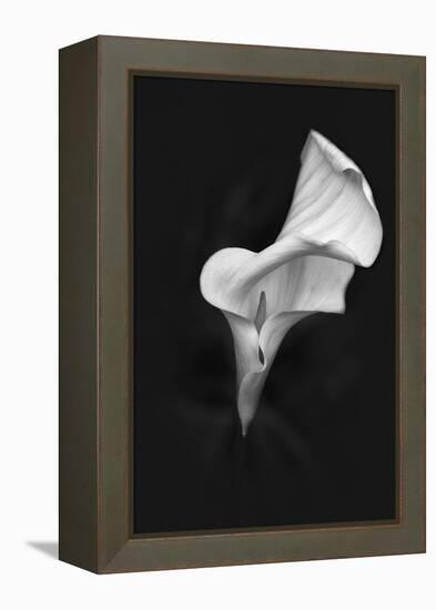 Europe, Ireland, Dublin. Calla Lily Black and White-Jaynes Gallery-Framed Premier Image Canvas