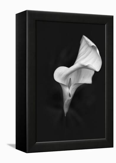 Europe, Ireland, Dublin. Calla Lily Black and White-Jaynes Gallery-Framed Premier Image Canvas