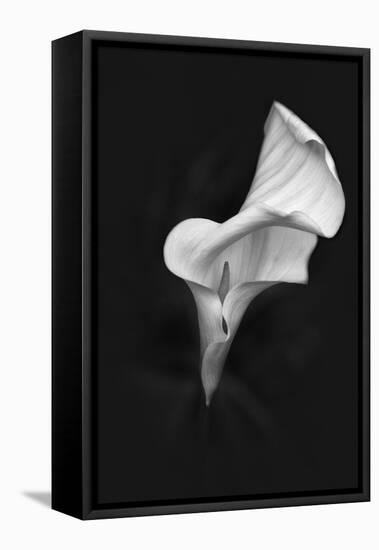 Europe, Ireland, Dublin. Calla Lily Black and White-Jaynes Gallery-Framed Premier Image Canvas