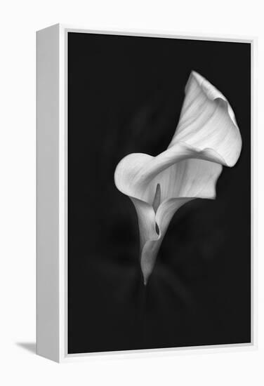 Europe, Ireland, Dublin. Calla Lily Black and White-Jaynes Gallery-Framed Premier Image Canvas