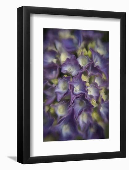 Europe, Ireland, Kinsale. Hydrangea Flowers-Jaynes Gallery-Framed Photographic Print