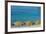 Europe, Italy, Liguria. Summer in Monterosso, Cinque Terre.-Catherina Unger-Framed Photographic Print