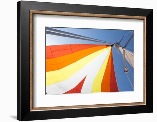 Europe, Italy Mediterranean, Sailboat Spinnaker Colorful Display-Trish Drury-Framed Photographic Print