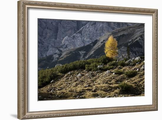 Europe, Italy, South Tyrol, the Dolomites, Autumnal Colored Larch-Gerhard Wild-Framed Photographic Print