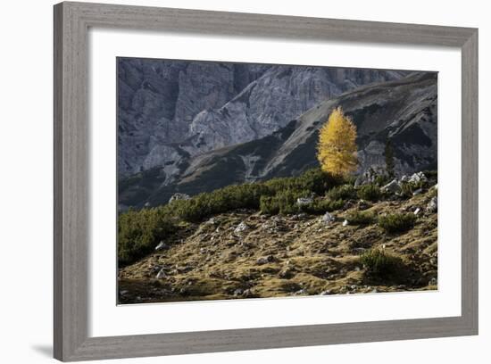 Europe, Italy, South Tyrol, the Dolomites, Autumnal Colored Larch-Gerhard Wild-Framed Photographic Print