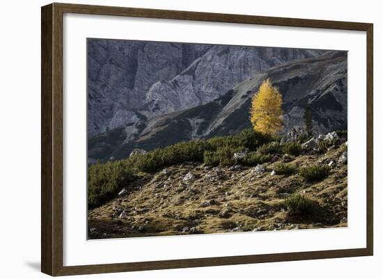 Europe, Italy, South Tyrol, the Dolomites, Autumnal Colored Larch-Gerhard Wild-Framed Photographic Print