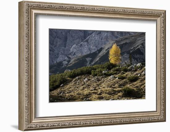 Europe, Italy, South Tyrol, the Dolomites, Autumnal Colored Larch-Gerhard Wild-Framed Photographic Print