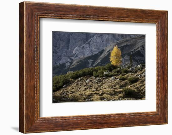 Europe, Italy, South Tyrol, the Dolomites, Autumnal Colored Larch-Gerhard Wild-Framed Photographic Print