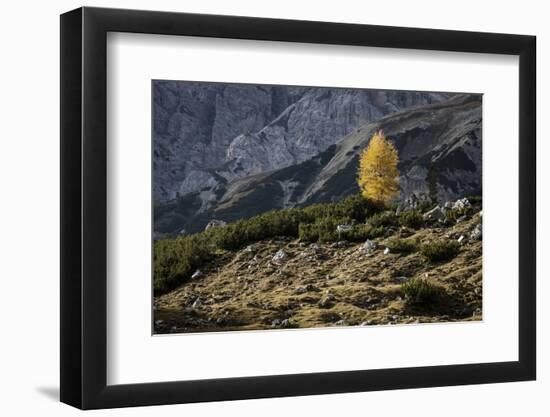 Europe, Italy, South Tyrol, the Dolomites, Autumnal Colored Larch-Gerhard Wild-Framed Photographic Print