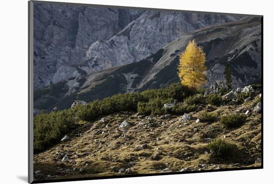 Europe, Italy, South Tyrol, the Dolomites, Autumnal Colored Larch-Gerhard Wild-Mounted Photographic Print