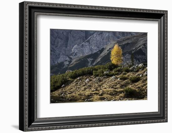 Europe, Italy, South Tyrol, the Dolomites, Autumnal Colored Larch-Gerhard Wild-Framed Photographic Print