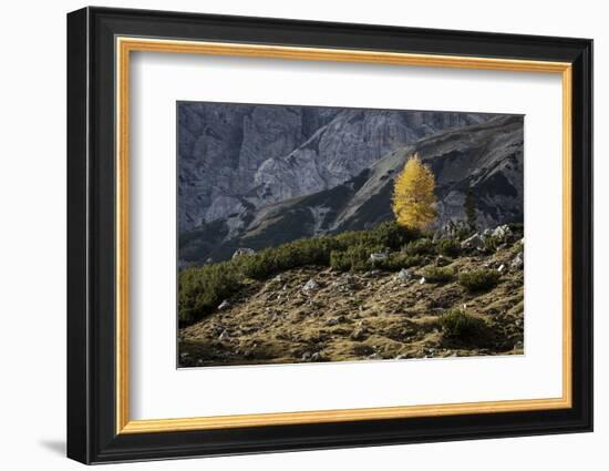 Europe, Italy, South Tyrol, the Dolomites, Autumnal Colored Larch-Gerhard Wild-Framed Photographic Print