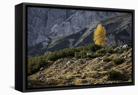 Europe, Italy, South Tyrol, the Dolomites, Autumnal Colored Larch-Gerhard Wild-Framed Premier Image Canvas