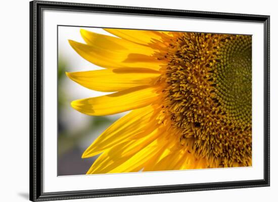 Europe, Italy. Sunflower in a garden-Catherina Unger-Framed Photographic Print