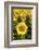 Europe, Italy, Tuscan Sunflowers-John Ford-Framed Photographic Print