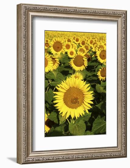 Europe, Italy, Tuscan Sunflowers-John Ford-Framed Photographic Print