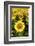 Europe, Italy, Tuscan Sunflowers-John Ford-Framed Photographic Print