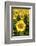 Europe, Italy, Tuscan Sunflowers-John Ford-Framed Photographic Print