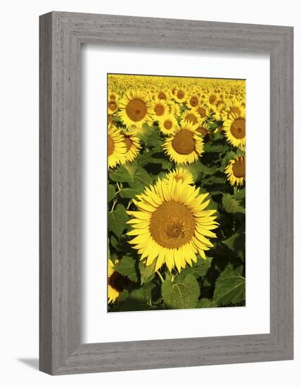 Europe, Italy, Tuscan Sunflowers-John Ford-Framed Photographic Print