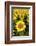 Europe, Italy, Tuscan Sunflowers-John Ford-Framed Photographic Print