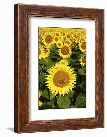 Europe, Italy, Tuscan Sunflowers-John Ford-Framed Photographic Print