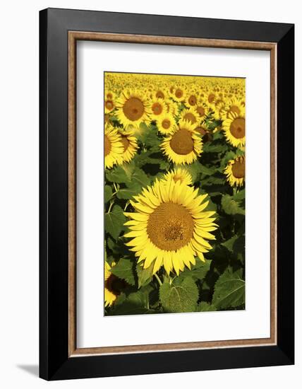 Europe, Italy, Tuscan Sunflowers-John Ford-Framed Photographic Print