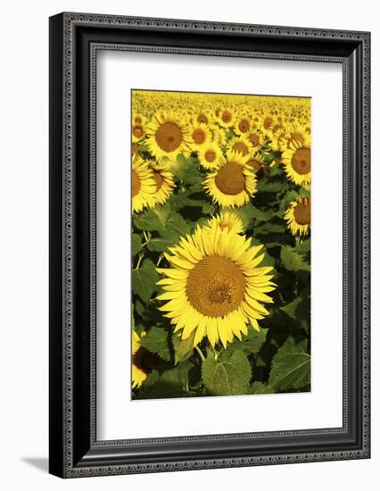 Europe, Italy, Tuscan Sunflowers-John Ford-Framed Photographic Print