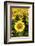 Europe, Italy, Tuscan Sunflowers-John Ford-Framed Photographic Print