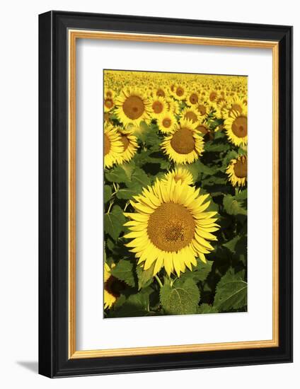 Europe, Italy, Tuscan Sunflowers-John Ford-Framed Photographic Print