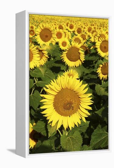 Europe, Italy, Tuscan Sunflowers-John Ford-Framed Premier Image Canvas