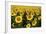 Europe, Italy, Tuscan Sunflowers-John Ford-Framed Photographic Print