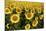 Europe, Italy, Tuscan Sunflowers-John Ford-Mounted Photographic Print