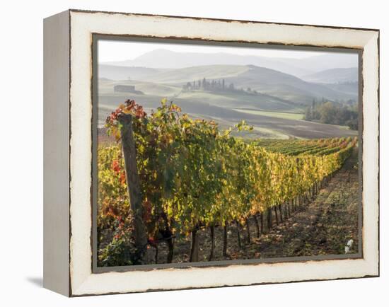 Europe, Italy, Tuscany. Autumn Vineyards in Bright Colors-Julie Eggers-Framed Premier Image Canvas