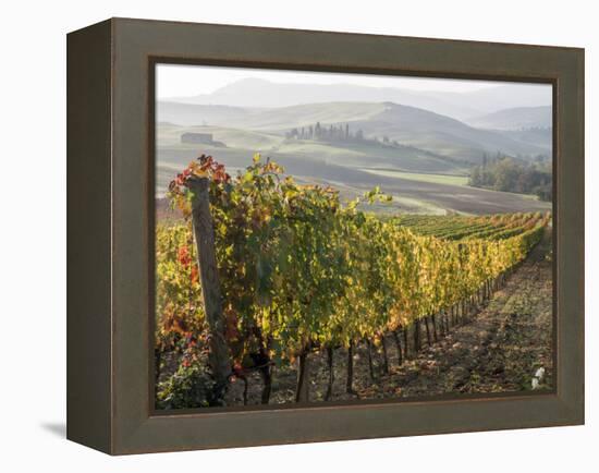 Europe, Italy, Tuscany. Autumn Vineyards in Bright Colors-Julie Eggers-Framed Premier Image Canvas