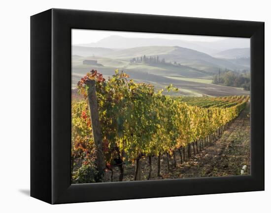 Europe, Italy, Tuscany. Autumn Vineyards in Bright Colors-Julie Eggers-Framed Premier Image Canvas