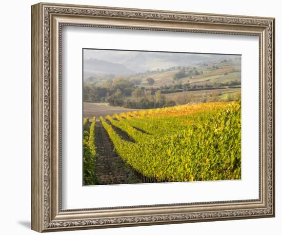 Europe, Italy, Tuscany. Autumn Vineyards in Bright Colors-Julie Eggers-Framed Photographic Print