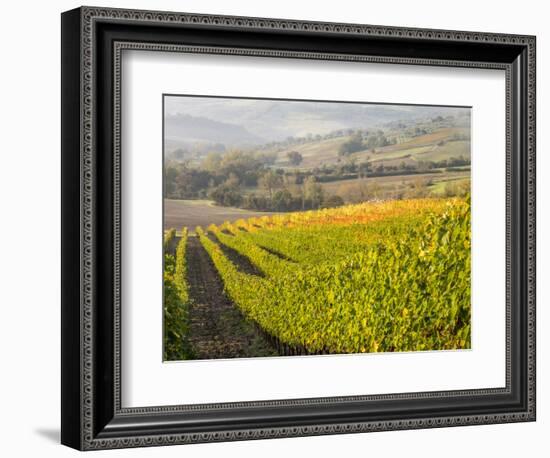 Europe, Italy, Tuscany. Autumn Vineyards in Bright Colors-Julie Eggers-Framed Photographic Print