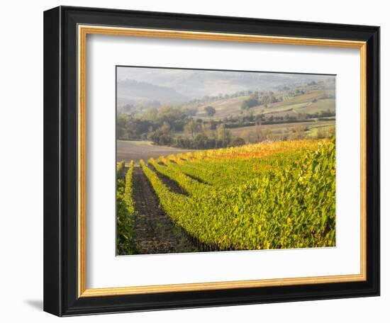 Europe, Italy, Tuscany. Autumn Vineyards in Bright Colors-Julie Eggers-Framed Photographic Print