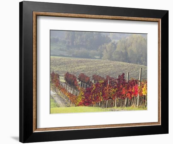 Europe, Italy, Tuscany. Autumn Vineyards in Bright Colors-Julie Eggers-Framed Photographic Print