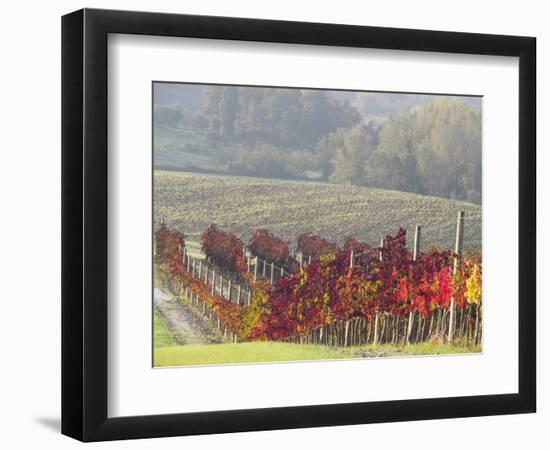 Europe, Italy, Tuscany. Autumn Vineyards in Bright Colors-Julie Eggers-Framed Photographic Print