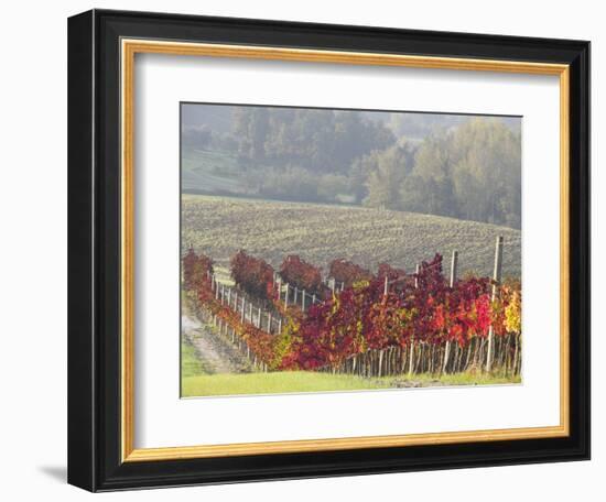 Europe, Italy, Tuscany. Autumn Vineyards in Bright Colors-Julie Eggers-Framed Photographic Print